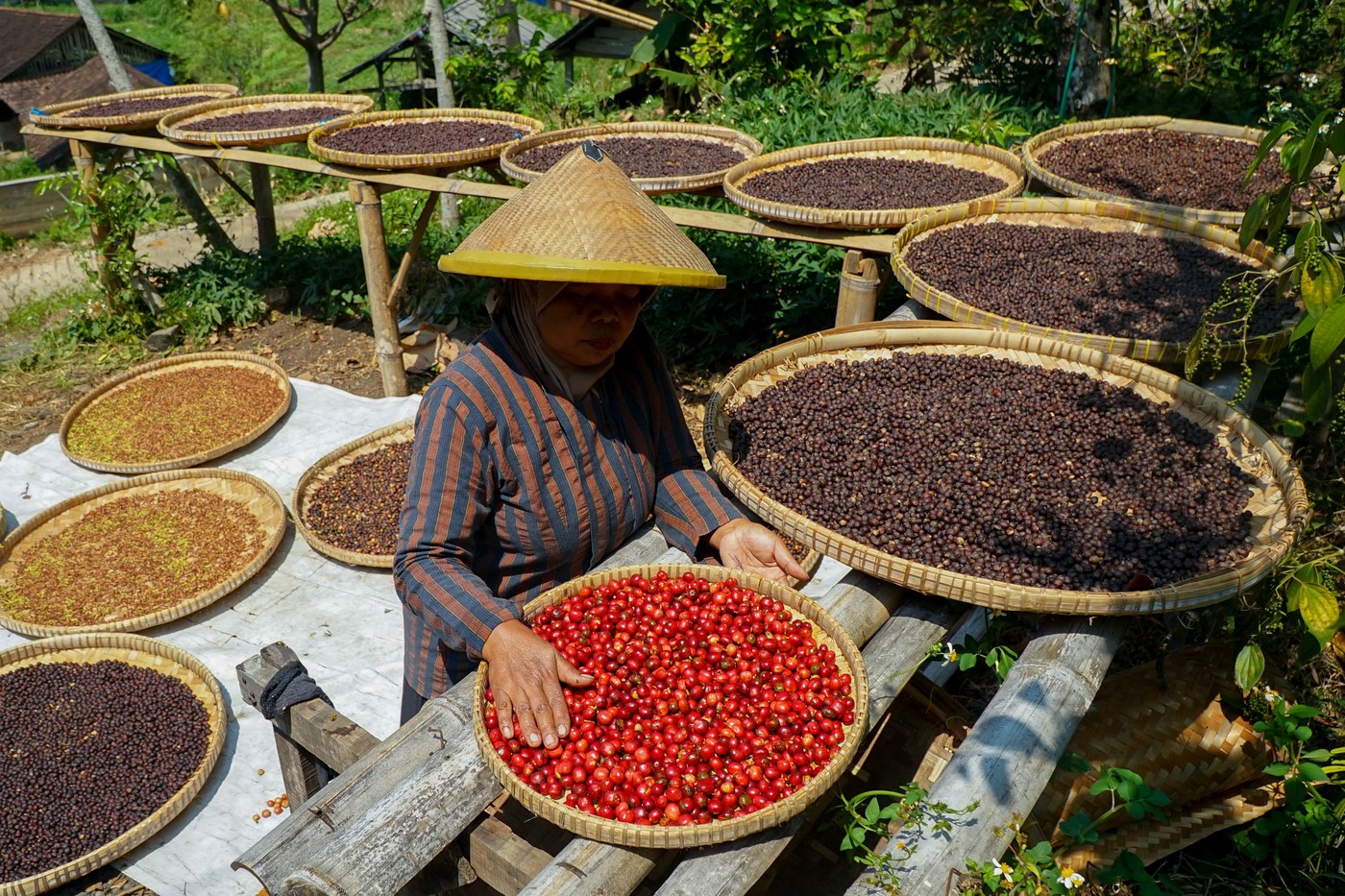 Coffee cherries drying