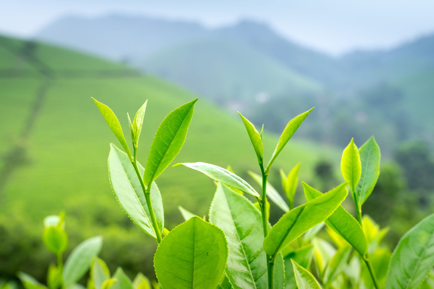 Fresh tea leaves on plantation